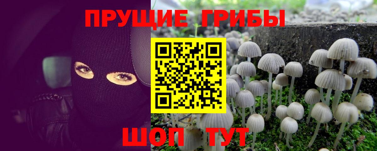 Псилоцибиновые грибы Psilocybe Ишим